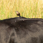 Shiny cowbird (female)
