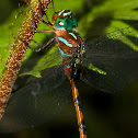 Dragonfly