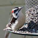 Downy Woodpecker (male)