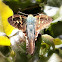 Long-tailed Skipper.