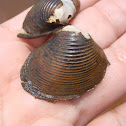 Freshwater Asian clam. Almeja asiática