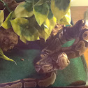 Ball or royal python