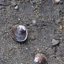 Corbicula japonica