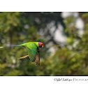 PLUM HEADED PARAKEET(MALE)