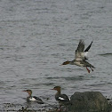 Red-breasted Merganser / Mittelsäger