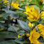 Large yellow loosestrife