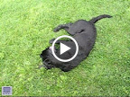 Crazy Loon dries herself off