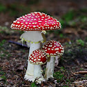 Fly agaric
