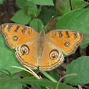Peacock Pansy