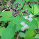 Wild Hydrangea