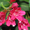 Weigelia