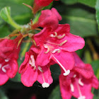 Weigelia