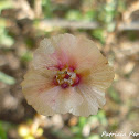 saltwort