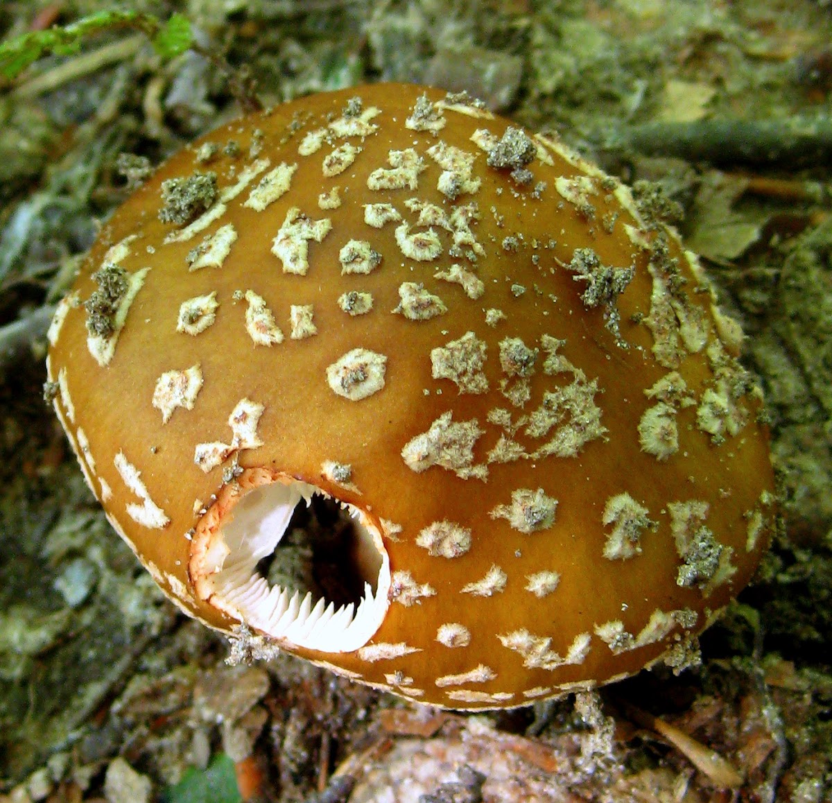 Fly Agaric