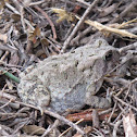 American toad