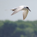 Forster's Tern