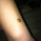 Ladybug
