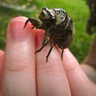 cicada