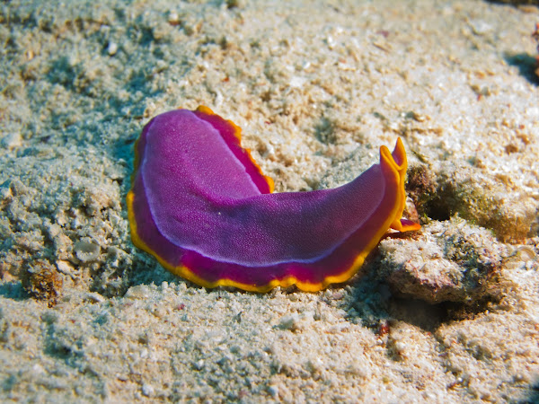 Fuchsia Flatworm | Project Noah