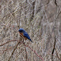 Eastern Bluebird