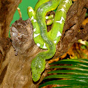 Emerald Tree Boa