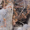 Fire ants