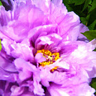 Peony