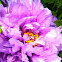 Peony