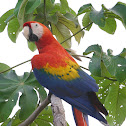 Scarlet Macaw
