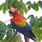 Scarlet Macaw