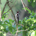 Downy Woodpecker