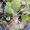 Eastern Chipmunk