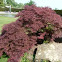 Acer