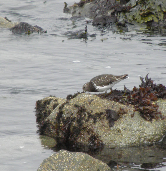 Spotting Image 1