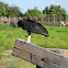 Black Vulture 