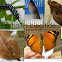 Autumn Leaf Butterfly