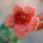 Trumpet Vine or Trumpet Creeper