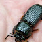 Bess Beetle