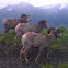 Bighorn Sheep