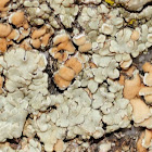 Lecanora muralis