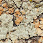 Lecanora muralis