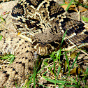 Eastern Diamondback Rattlesnake