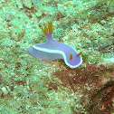 Robe Hem Hypselodoris