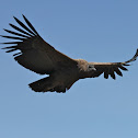 Andean Condor
