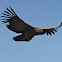 Andean Condor