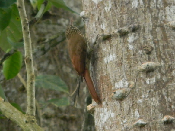 Spotting Image 1