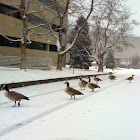 Canada Goose