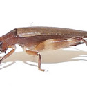 Cricket