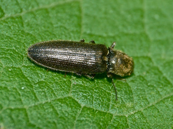 Spotting Image 1