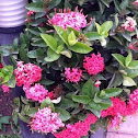 Pink Ixora 